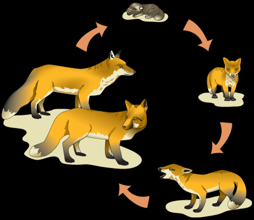 Продолжительность лисы. Жизненный цикл лисы. Развитие лисы. Модель развития лисы. Развитие лисы схема.