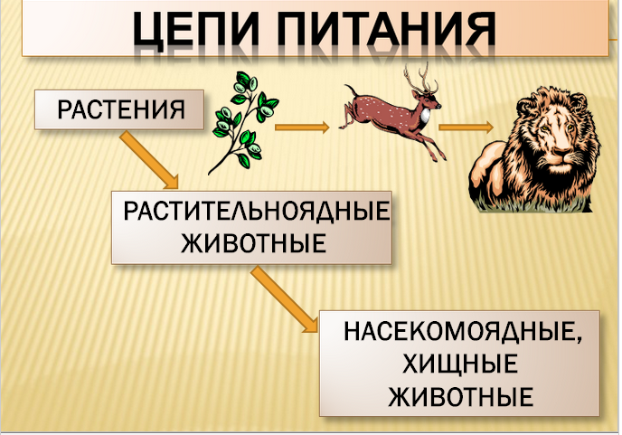 Проект пищевые цепи