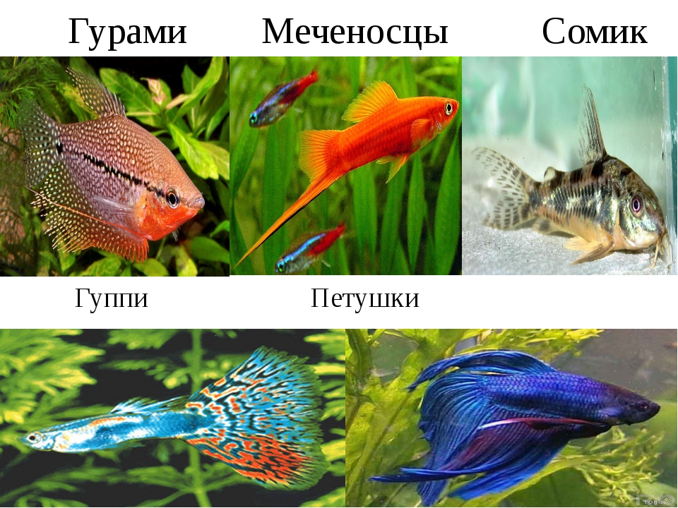 Аквариумные рыбки фото и описание с фото