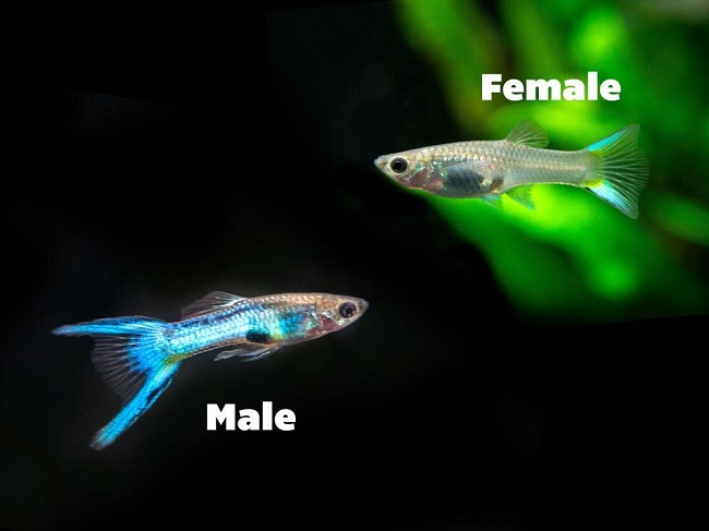 Как отличить неонов самку от самца фото