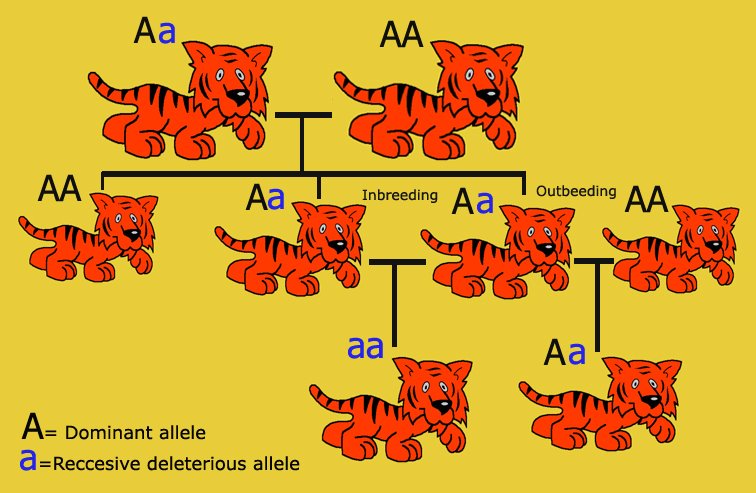 Инбридинг таблица. Инбридинг. Инбридинг у кошек. Инбридинг в селекции животных. Схема инбридинга кошек.