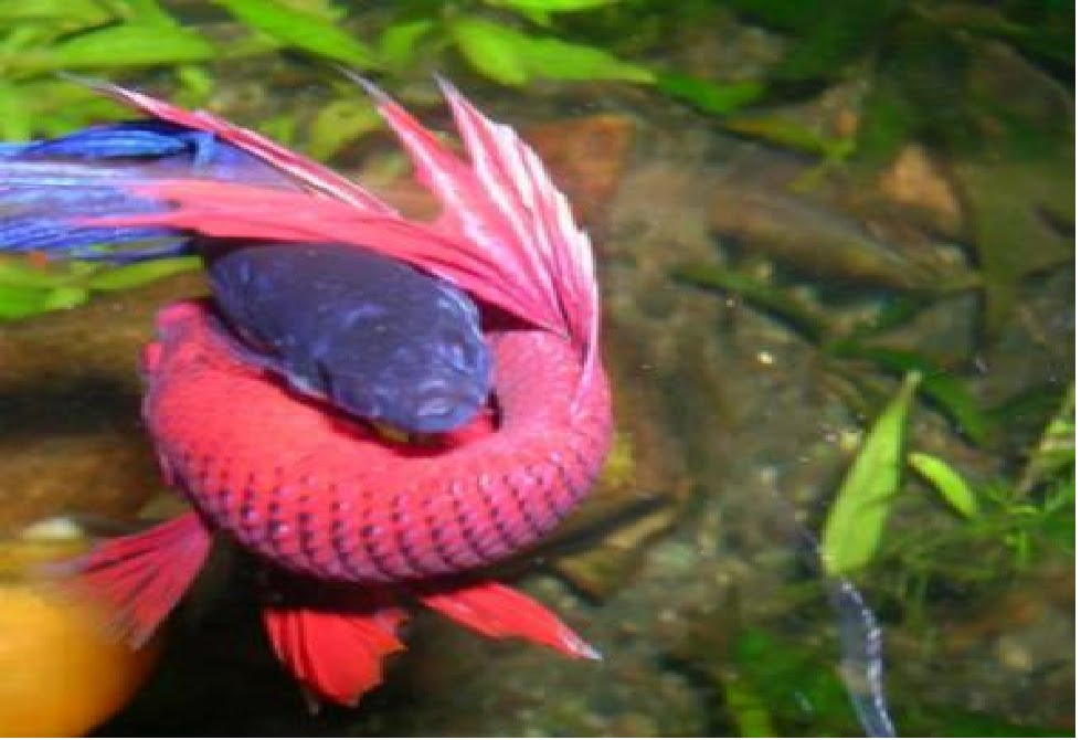 Как отличить самку от самца рыбка петушок фото