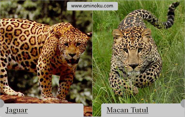 Гепард и леопард отличия фото ягуар