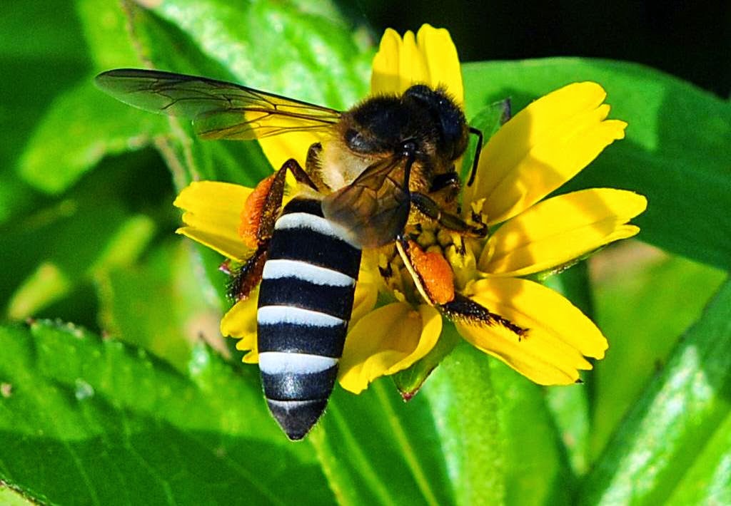 Пчела целом. Гималайская медоносная пчела. Пчела Лабориоза. АПИС Дорсата пчела. Гималайская гигантская медоносная пчела.