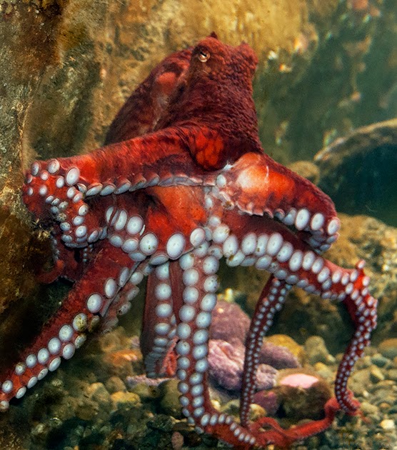 гигантский осьминог. осьминог дофлейна гигантский. спрут гигантский осьминог. беспозвоночные. осьминог горячего копчения.