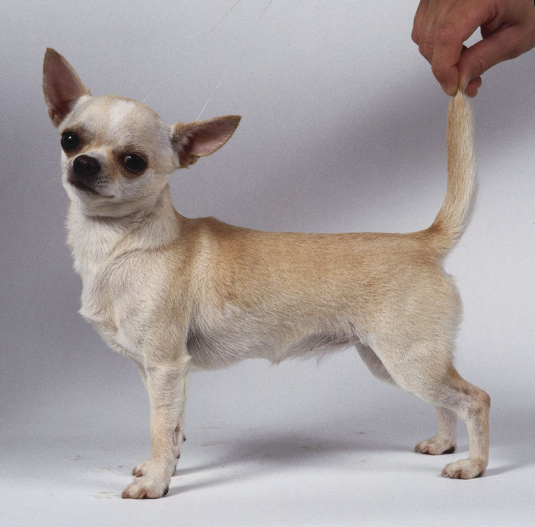 Чихуахуа собака стандарт породы. Собака чихуа Хуа Хуа. Чихуахуа Аборигенная порода. Порода чау Хуа. Чихуахуа Мексиканская порода.