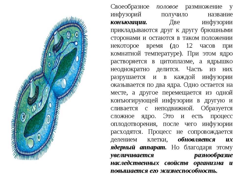 Стадии конъюгации инфузории