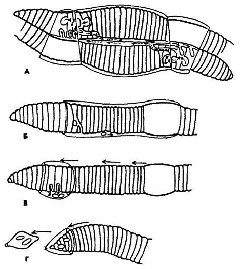 Размножение дождевого червя схема