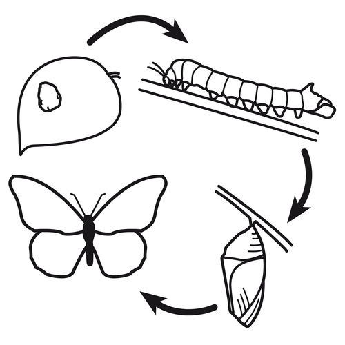 Схематический рисунок насекомых рыб птиц. Стадии развития бабочки крапивницы. Стадия развитиии бабочки крапивницы. Цикл развития бабочки схема. Цикл развития бабочки для детей.