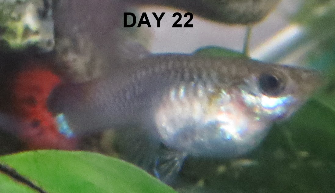 самец гуппи беременный. гуппи рыбки самки беременные. самец гуппи беременный. беременная рыбка гуппи. беременные рыбки гуппи.