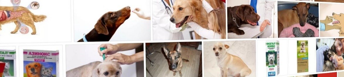 За сколько перед прививкой глистогонить собаку