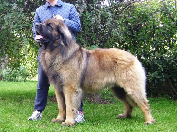 Леонбергер собака фото с человеком фото
