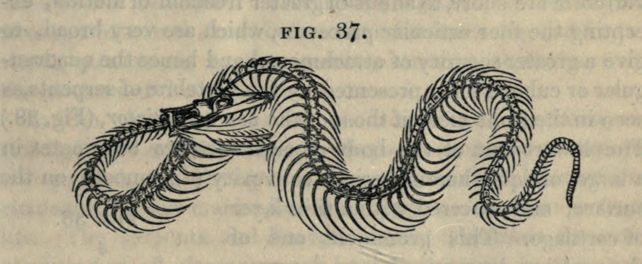 Скелет змеи рисунок