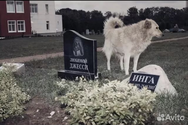 Индивидуальная кремация собаки. Похоронное бюро домашних животных. Крематорий кладбище животных. Могилы животных.