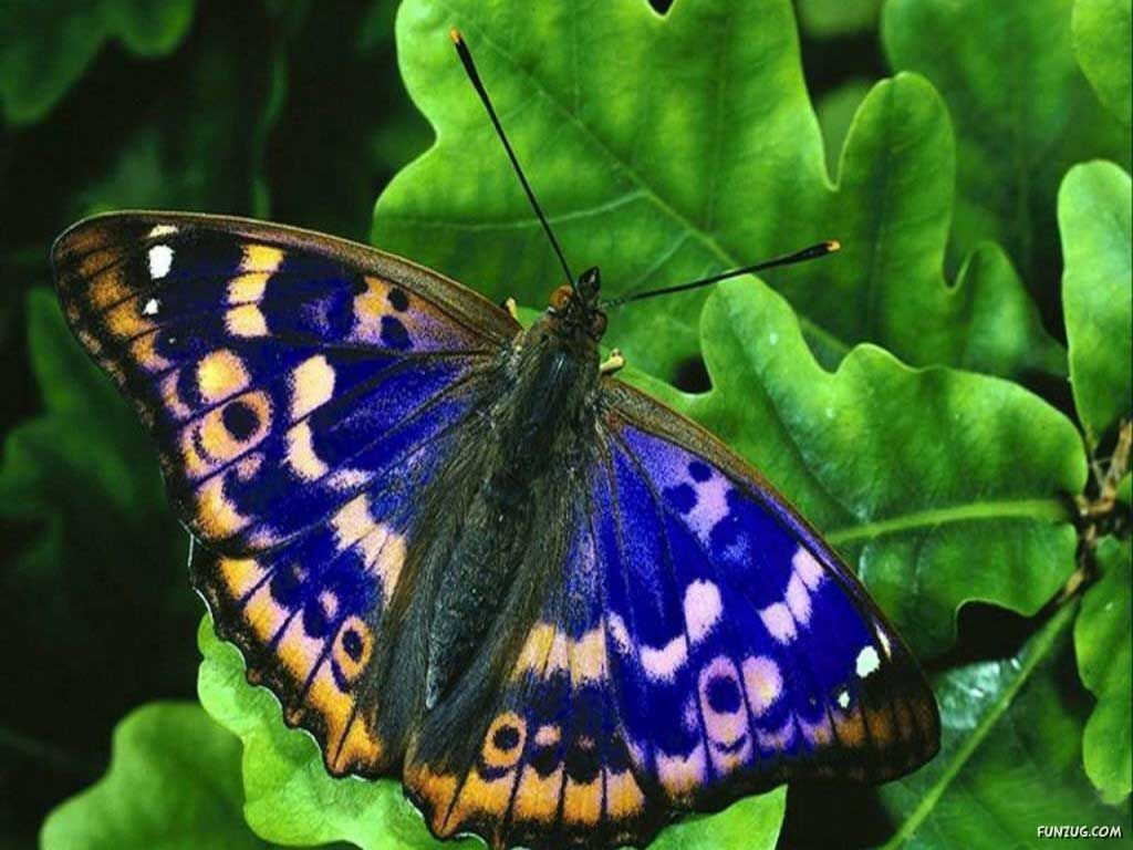 Название бабочек для детей. Красивые бабочки. Многообразие бабочек. Виды бабочек. Разные бабочки.