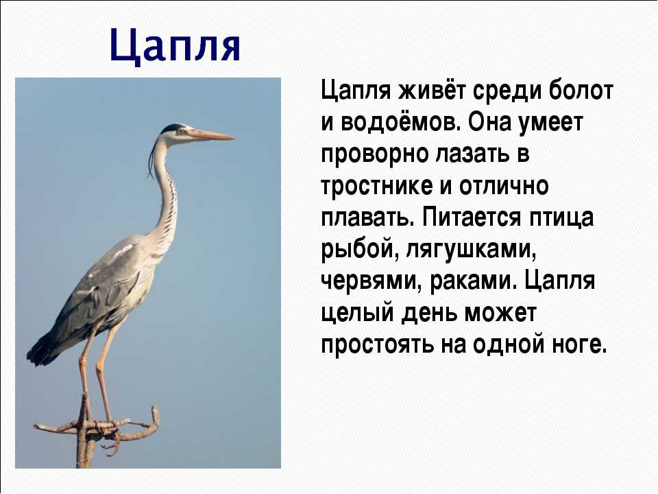 Птица выпишите. Цапля описание 4 класс. Цапля описание птицы для детей. Сообщение о цапле. Рассказ про цаплю.