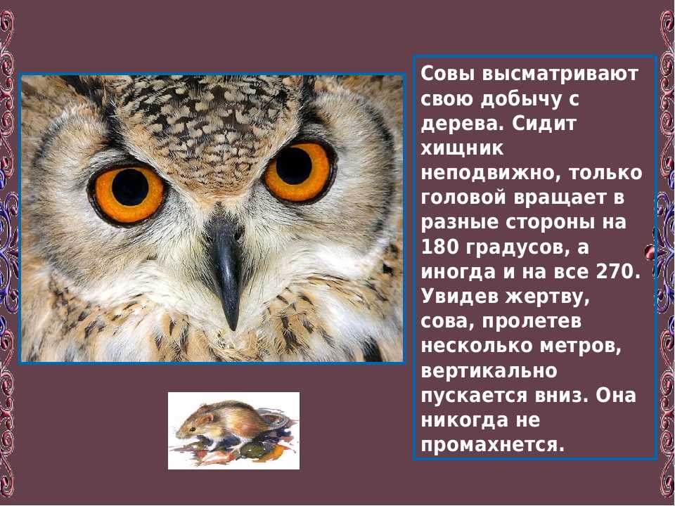 Ухает неясыть озимые взопрели что значит. Загадка про сову. Загадка про сову для детей. Сова для детей. Загадка про Филина.