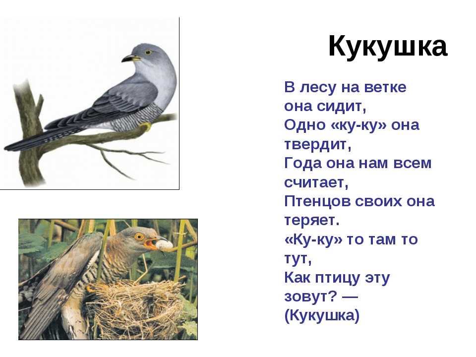 Кукушка читать краткое. Загадка про кукушку. Перелетные птицы для детей. Стих Кукушка. Загадка про кукушку для детей.