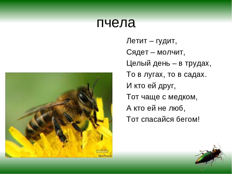 Разбор предложения шмели гудят мед цветов собирают. Загадка про пчелу. Загадка про пчелу для детей. Стих про пчелу. Детские загадки про пчел.