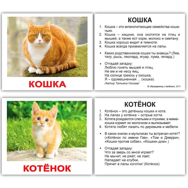 Кот или кошка. Имя для котика. Имена для котят. Клички для котят и кошек. Имена для котят кошек.