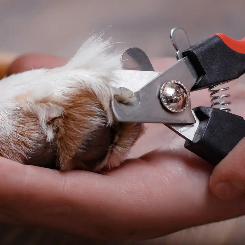 Как приучить собаку к стрижке ногтей