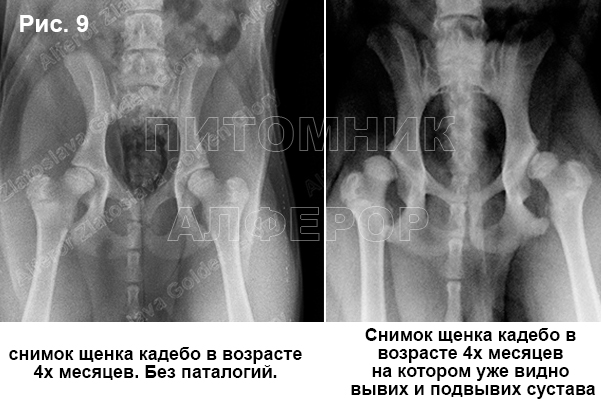 Дисплазия У Среднеазиатских Овчарок Фото