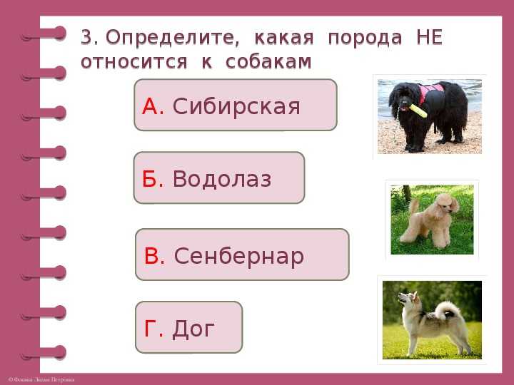 Собак ответ. Кроссворд про собак для детей. Задание по окружающем мире про собак. Задания про собак и кошек окружающий мир. Породы собак задания для дошкольников.