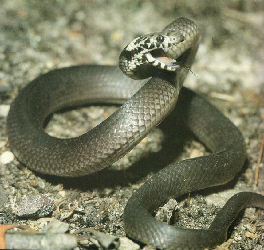 Какое название змеи. Антигуанский полоз. Серая гадюка. Серая ядовитая змея. Светло серая змея.
