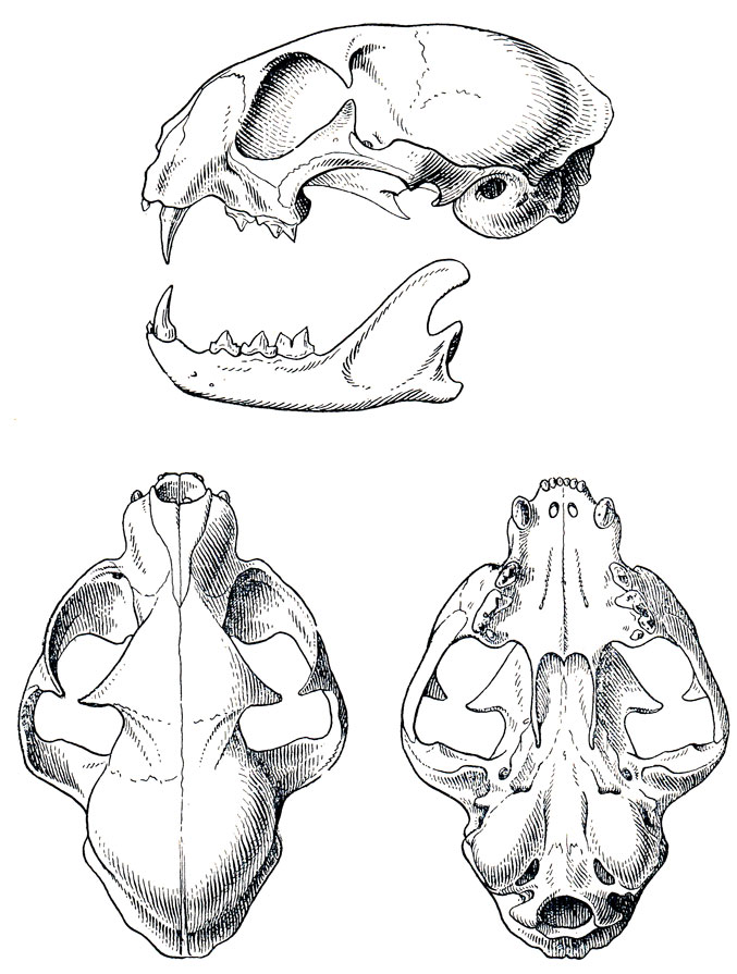 Череп кошки рисунок с подписями