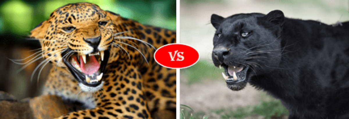 Кто сильнее ягуар или тигр. Тигр леопард гепард Ягуар. Леопард гепард пантера. Леопард Ягуар пантера. Гепард и леопард и Ягуар и пантера.