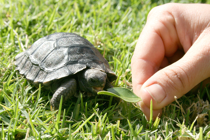 Маленький буда. Галапагосская черепаха. Галапагосская черепаха маленькая. Маленькие Черепашата. Слоновая черепаха Сухопутные черепахи.