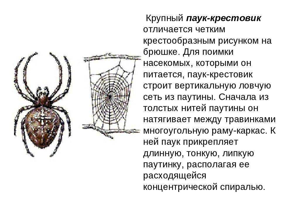 Среда жизни пауков. Крестовик обыкновенный паук. Паук крестовик среда обитания. Паук крестовик описание 2 класс.