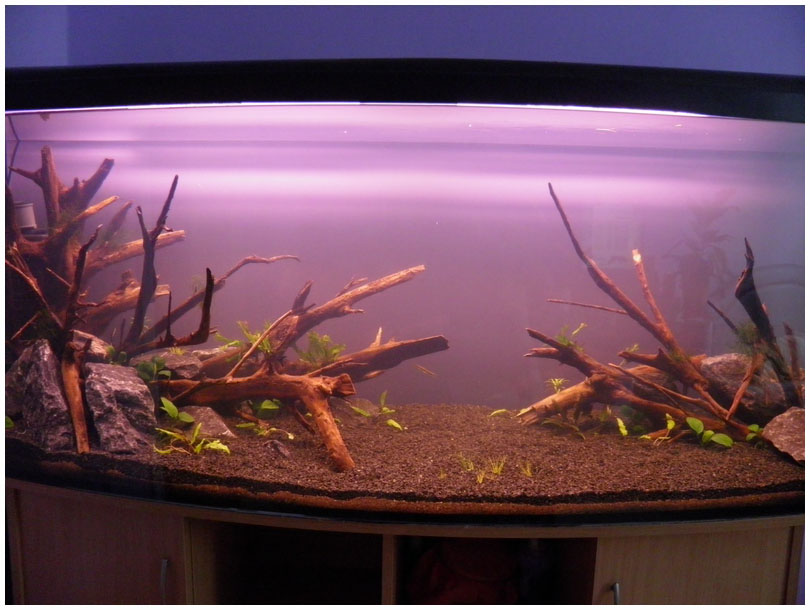 Воняет вода в аквариуме. Анубис аквариумное растение на коряге. Аквариум с большой корягой. Круглый мох для аквариума. Аквариум с анубиасами.
