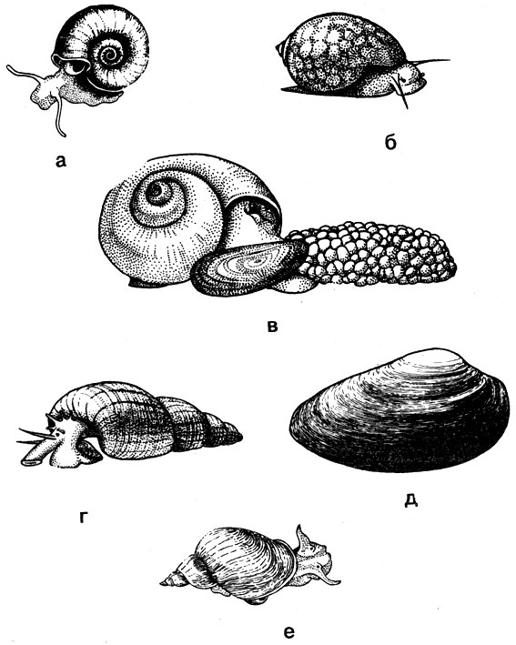 Малый прудовик личинка. Улитка прудовик размножение. Размножение двустворчатых моллюсков. Размножение прудовика обыкновенного. Брюхоногие моллюски размножение.