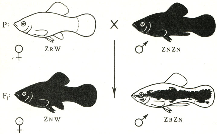 Как отличить самца. Моллинезия самец и самка. Рыбки моллинезии самка и самец. Моллинезия рыбка самец и самка. Моллинезия самка и самец отличие.