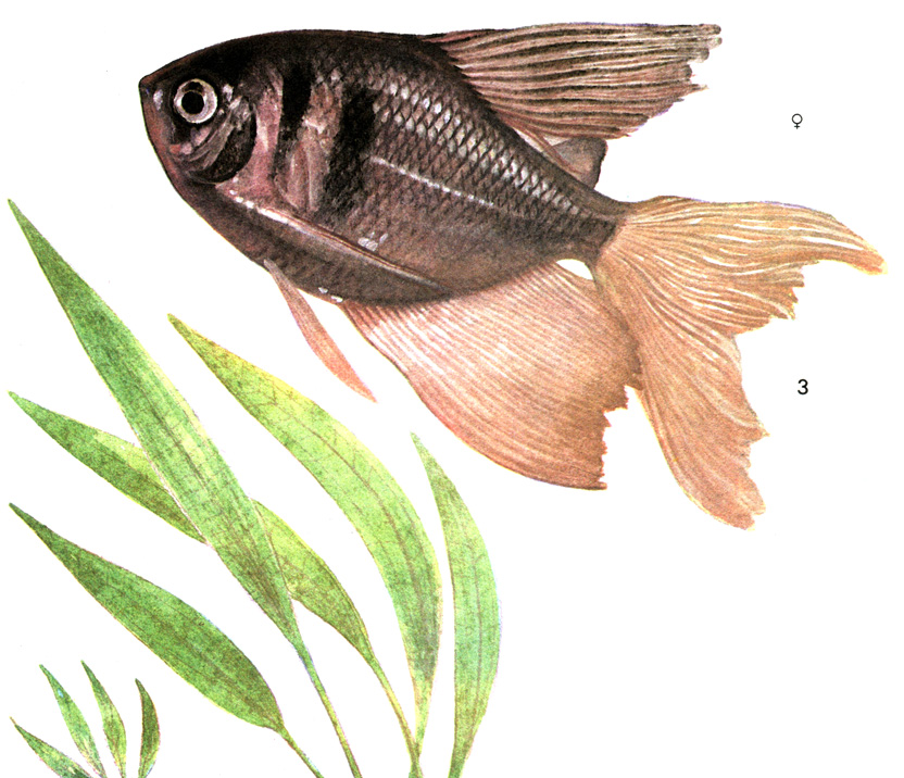 Как отличить тернеций. Тернеция аквариумная рыбка. Тернеции гло самка и самец. Тернеция рыбка самец и самка. Тернеция аквариумная самец.