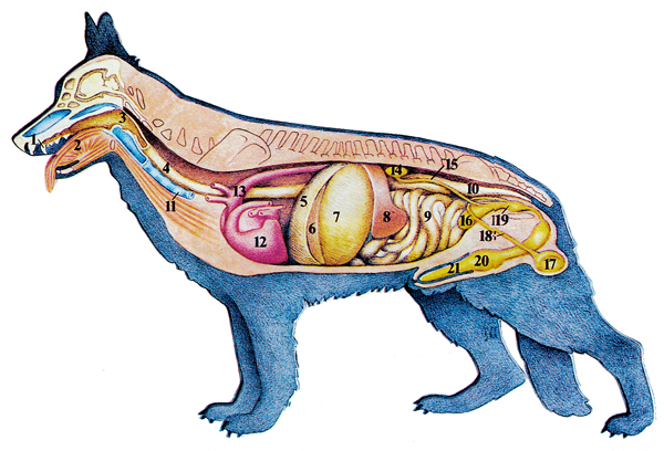 Внутреннее строение органов животных. Органы собаки. Внутренние органы собаки. Внутреннее строение собаки. Анатомия собаки органы.