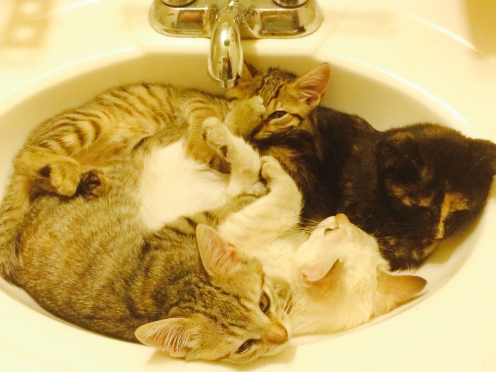 Жидкие кошки. Cat in the Sink.