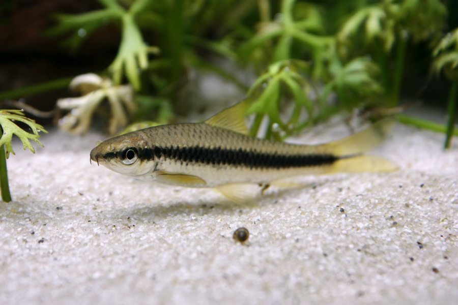 Аквариумные рыбки водорослееды фото с названиями и описанием
