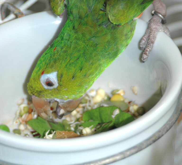 Можно попугаям капусту. Попугай в капусте. Зеленый крупный попугай умывается. Цветная капуста для попугаев. Волнистый попугай ест капусту.