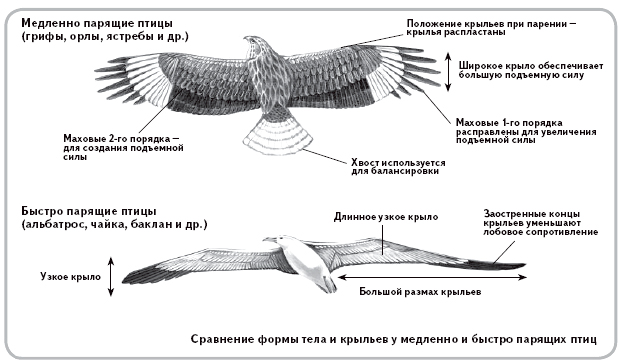 Сколько весит орел