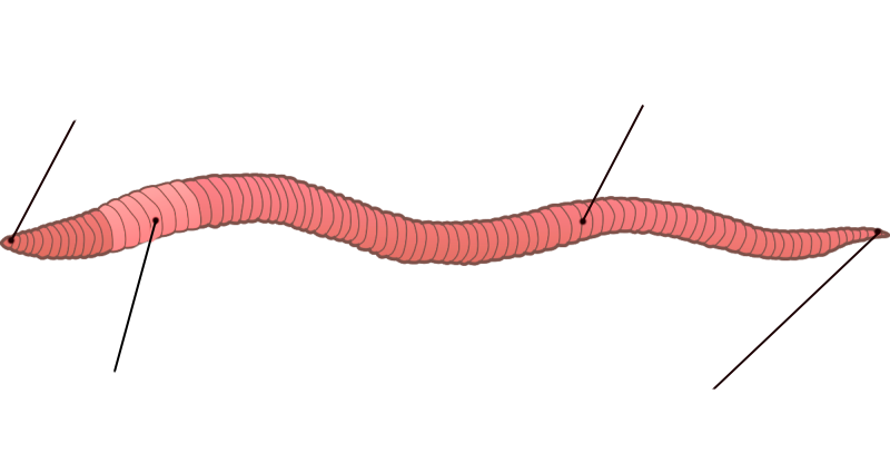 Какая форма червя. Внешнее строение дождевого червя. Внешнее строение дождевого червя рисунок. Части тела дождевого червя. Дождевые черви строение тела.