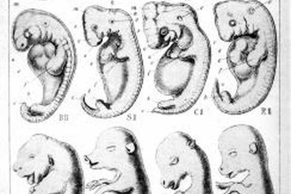 На рисунке изображены зародыши рыбы. Этапы развития эмбриона крысы. Внутриутробный онтогенез.