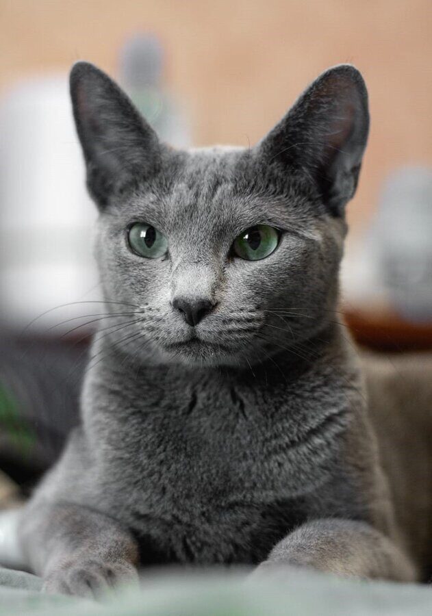 Московская голубая кошка фото