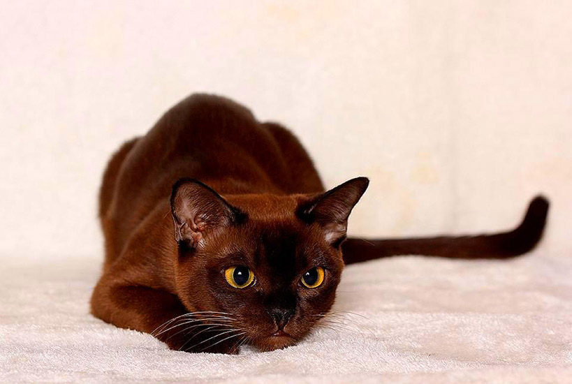 Породы коричневых котов. Бурма кошка. Европейская Бурма. Бурманская короткошерстная кошка. Бурманская кошка европейская.