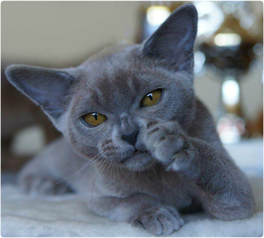 Голубая бурма. Европейская Бурма голубая. Бурма кошка. Бурманская кошка голубая. Бурманская кошка серая.