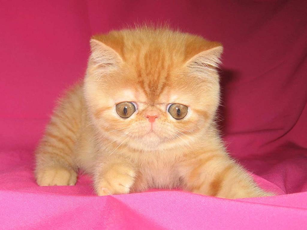 Экзотическая кошка котята. Персидский кот экзот. Британец экзот. Персидский экзот рыжий. Экзот полосатый.