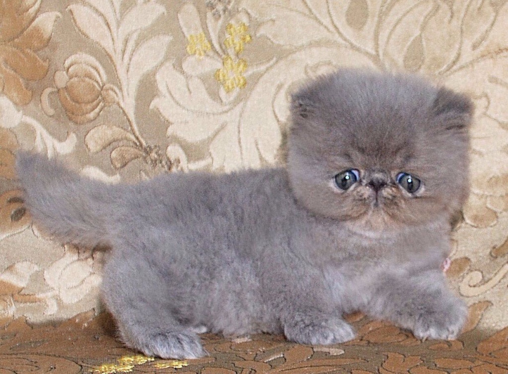 Купить кошку в туле. Кот экзот сбоку. Плюшевый персидский кот. Плюшевый персидский котенок. Перс экзот плюшевый.