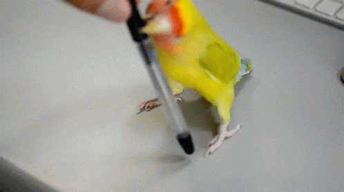 Механический попугай лешенька научился печатать. Попугай гиф. Гифки с попугайчиками. Гифки с попугаями смешные. Волнистый попугайчик гиф.