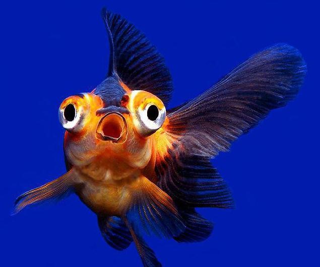 телескоп аквариумная рыбка